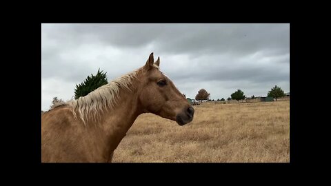 Horse Upset At Something - Great Early Warning System Since Horse Are So Alert - Mokie On Overwatch