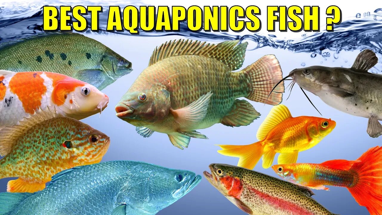 The BEST Fish For Aquaponics? 🐟🐠🦈