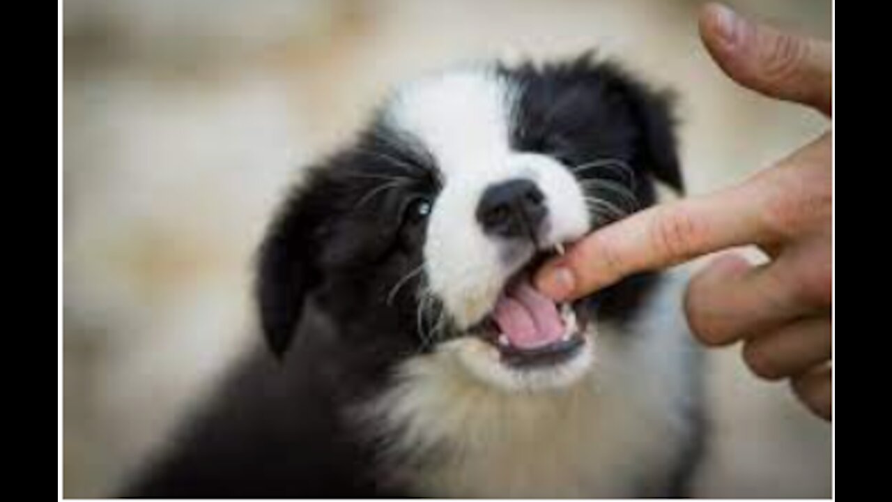How to Stop Puppy Biting and 5 Things NOT to Do When Training Your Puppy