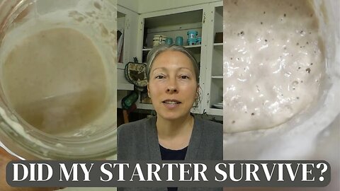 Feeding my SOURDOUGH STARTER after 5 WEEKS IN THE FRIDGE