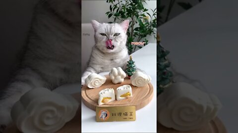 Cats Cooking, Funny Video