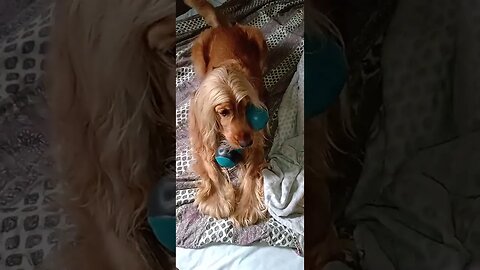 #dogshow , #animals , #dogs , #shorts (1)