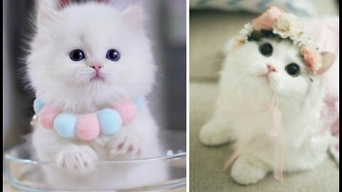Cute cats video | Cat can also smile