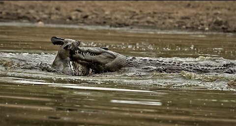 Crocodiles And Wild Dogs / The Struggle For Survival