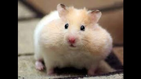 SUPER ADORABLE😍HAMSTER COMPILATIONS