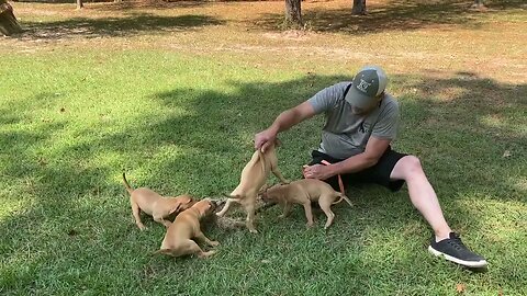 Frankie-Bomp x Rosebud pups at 7 wks