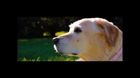 The Last Day | Saying Goodbye To My Family Dog