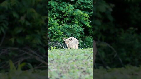 The Meanest Coyote #coyote #coyotehunting #hunting #coyotes