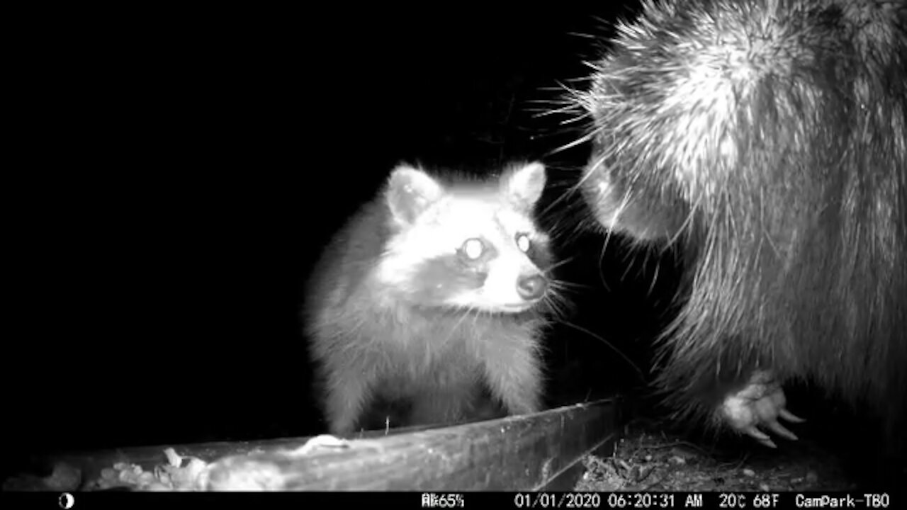 Raccoon comforting an upset porcupine