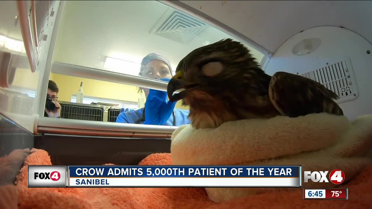 CROW admits 5,000th patient of 2019, a hawk showing effects of poisoning