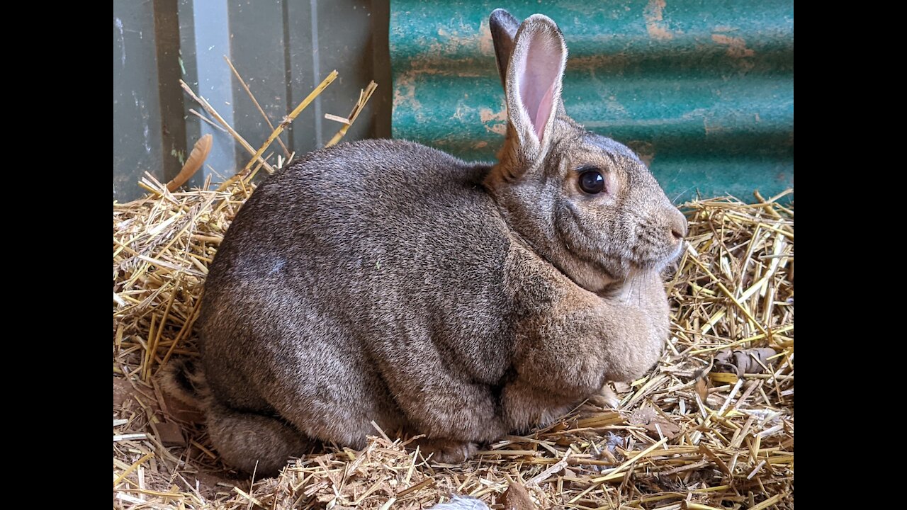 Meet Your Meat: Emma the Rabbit Spends First Night Out of Cage