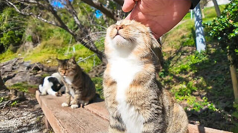 If you sit on a bench on Cat Island, you'll be surrounded by cats.