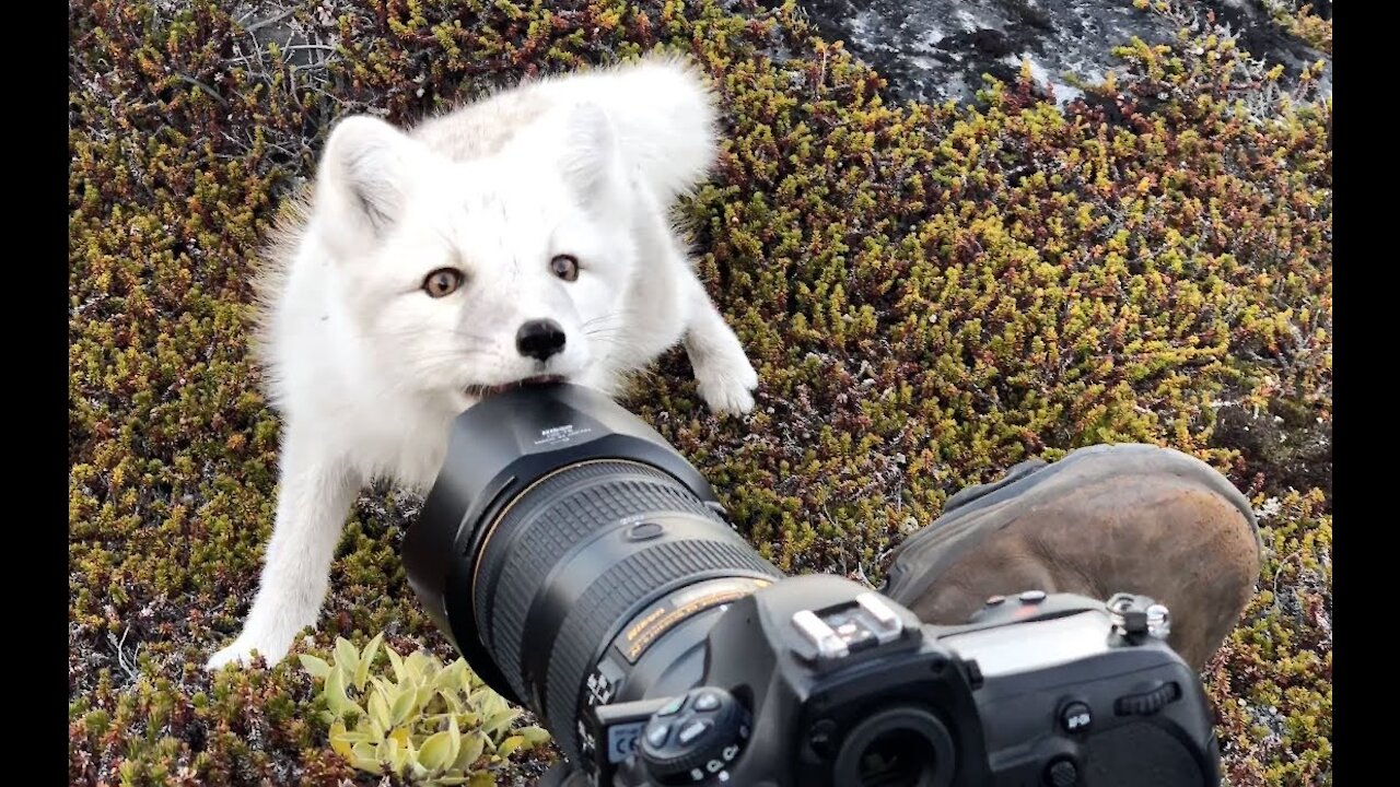 white Arctic Fox in Greenland