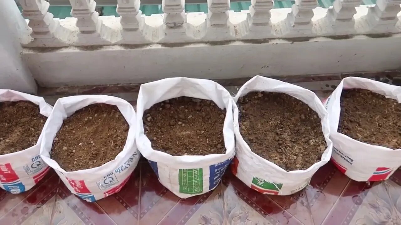 How To Grow Watermelon at Home Easy for Beginners