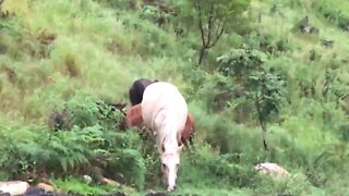 Brumbies grazing