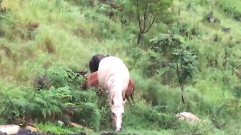 Brumbies grazing