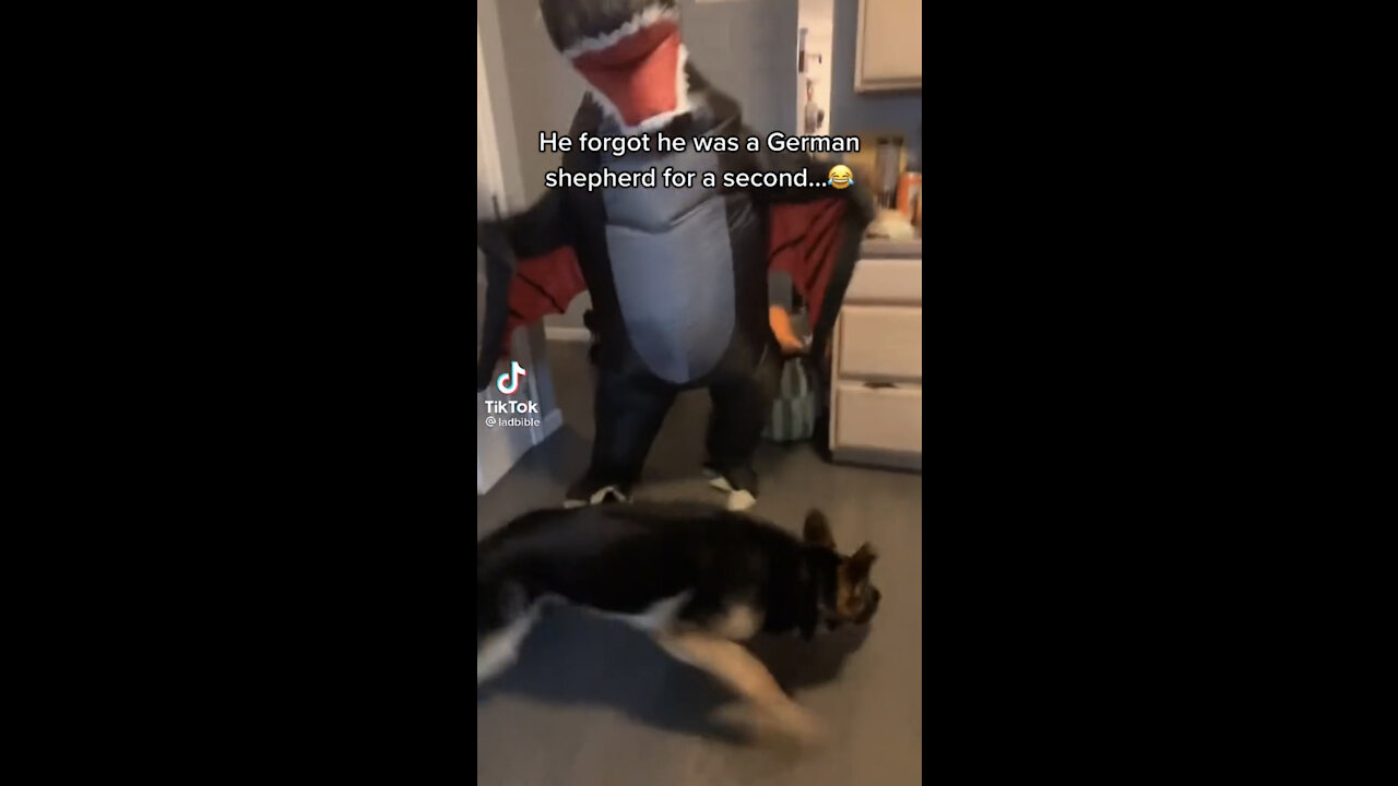 German Shepherd get scared by a fake dinosaur