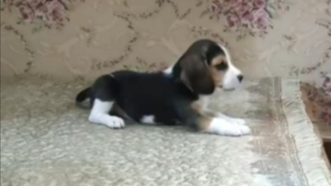 Puppy meeting - Dog father teaches his son to bark