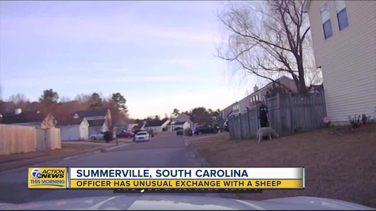 Officer has unusual exchange with a sheep in Summerville, South Carolina