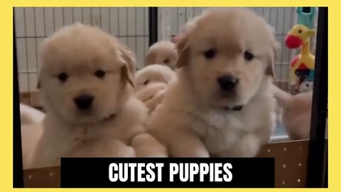 CUTEST PUPPIES #short