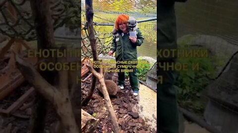 #shorts Смешные Еноты Из Тик Ток 41 Funny Tik Tok Raccoons