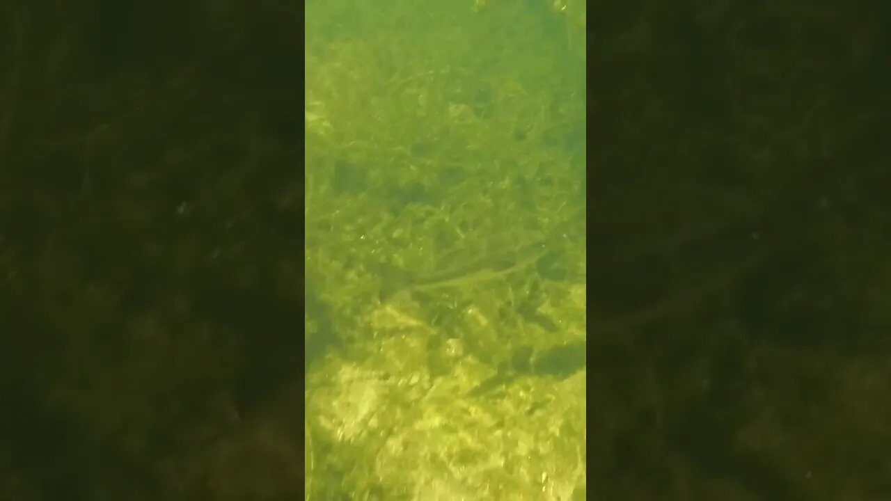 🐟 Freshwater Fish 🐟 at Wakulla Springs 14 #shorts