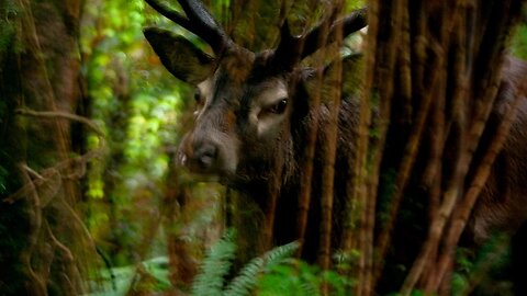 Westland stag comes in close