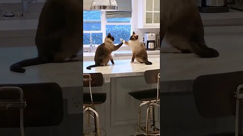 Fight between the two laziest cats in the world