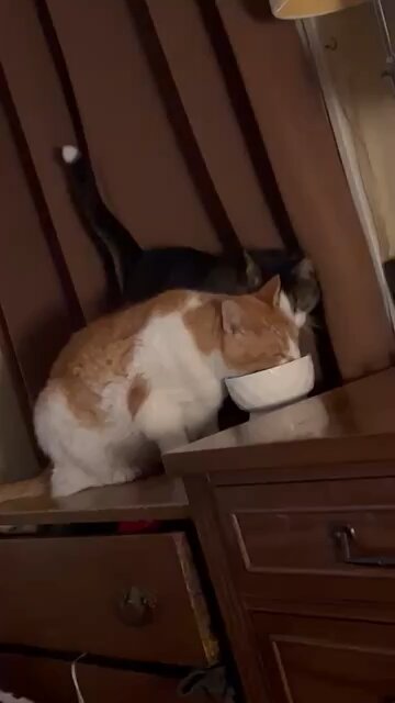 Sharing foods #feralcats