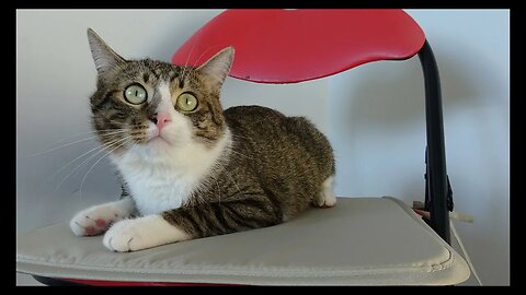 Cat Photography
