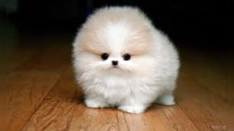 cute and funny Baby animals