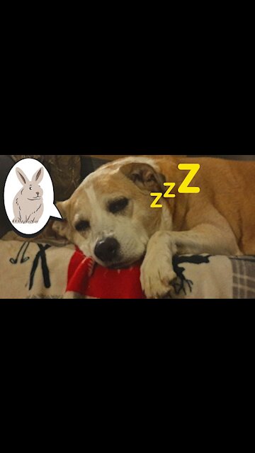 Dog Ruckus Dreams of Chasing Things