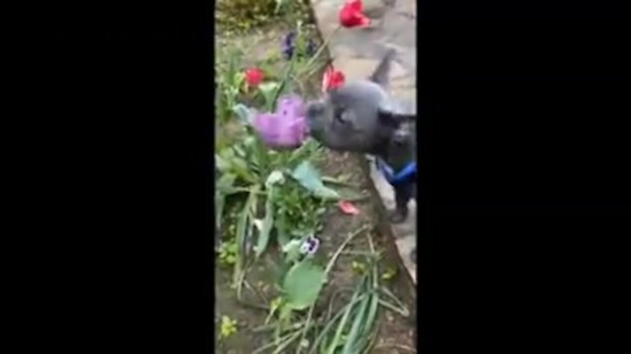 Fraser the dog plays with the rose