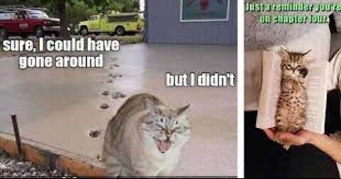 Funny cat of the week