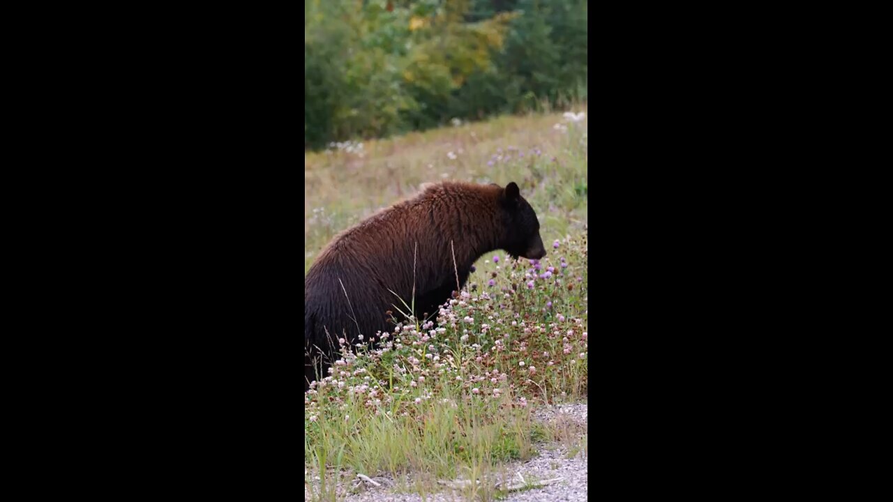 Bear eating breakfast