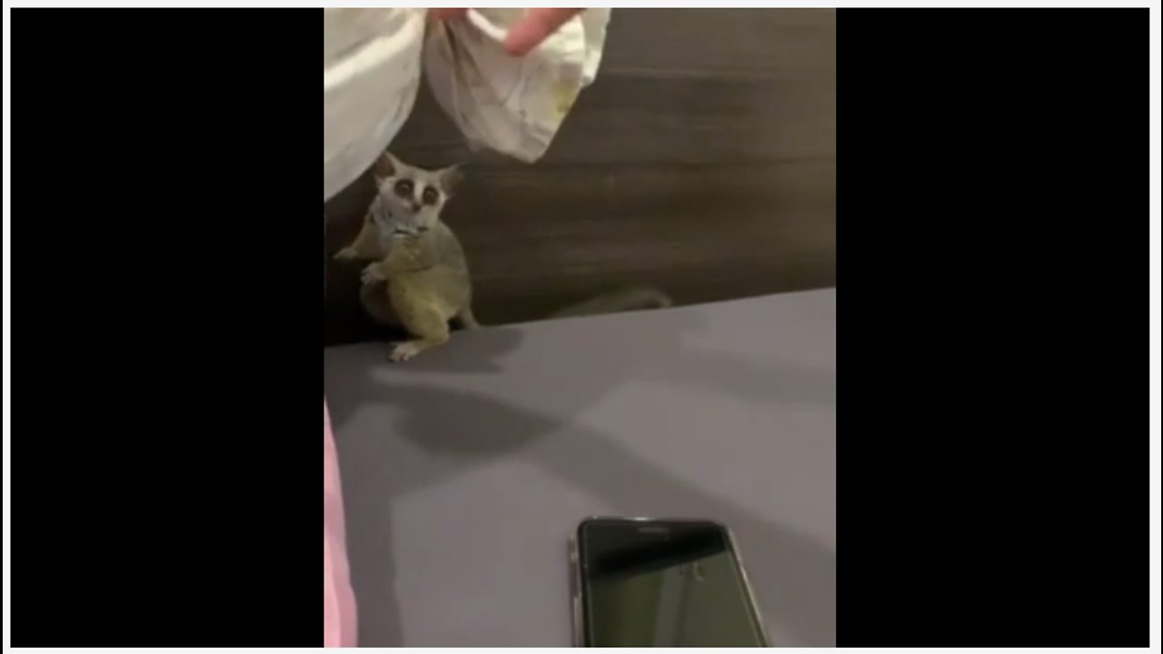 Cute Bush Baby Plays Tag With Owner