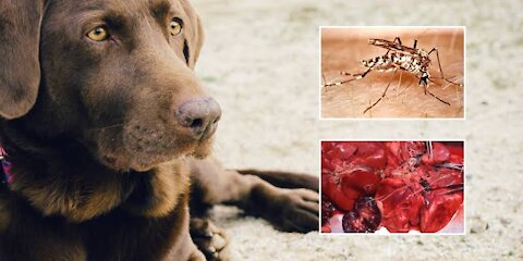 Treating Dog heartworms