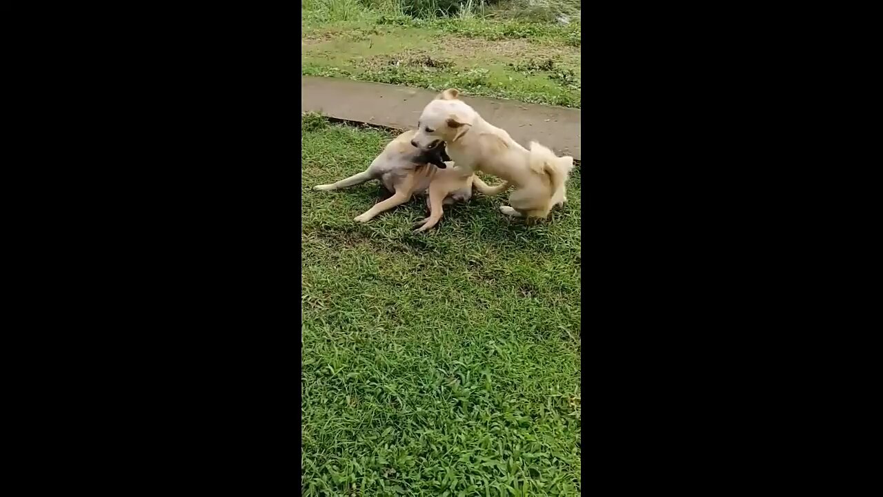 The amazing dog wrestling, this is how my dog played