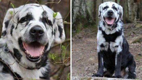 Meet Blaze, the Labrador Retriever With a Variety of Colors That the Internet Is Falling for