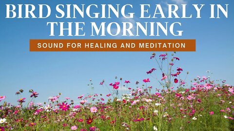 Bird Singing Early In The Morning - Sound for healing and meditation