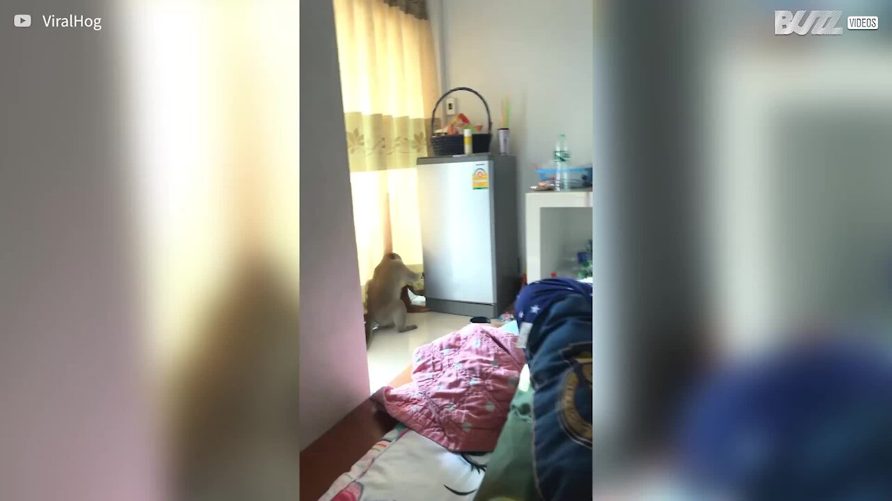 Cheeky monkey enters house to steal food