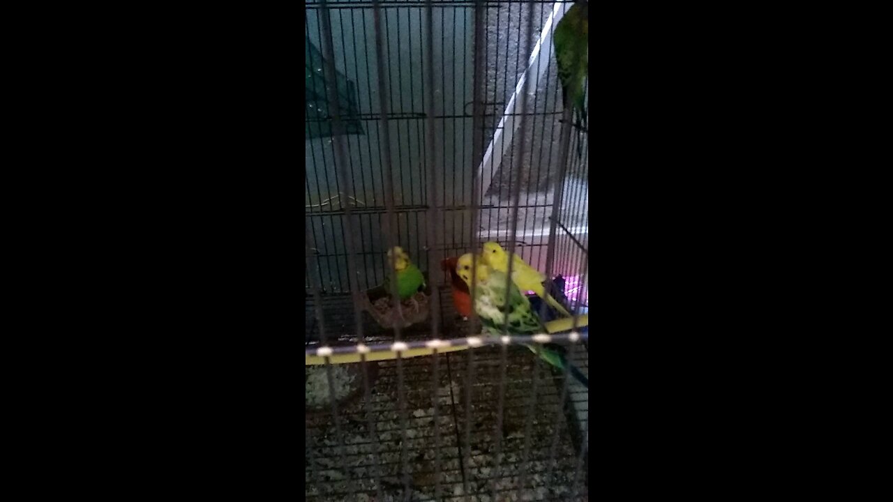 Parrots Amazing World