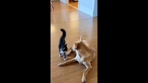 cat and dog is fighting😂😂