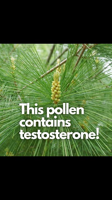 This Tree Contains Testosterone!