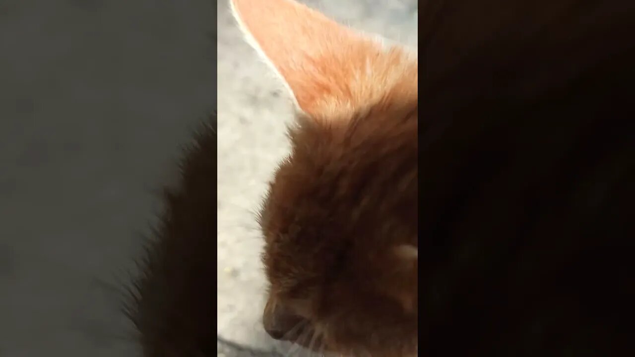 Kucing oyen sakit 😥😥 #short