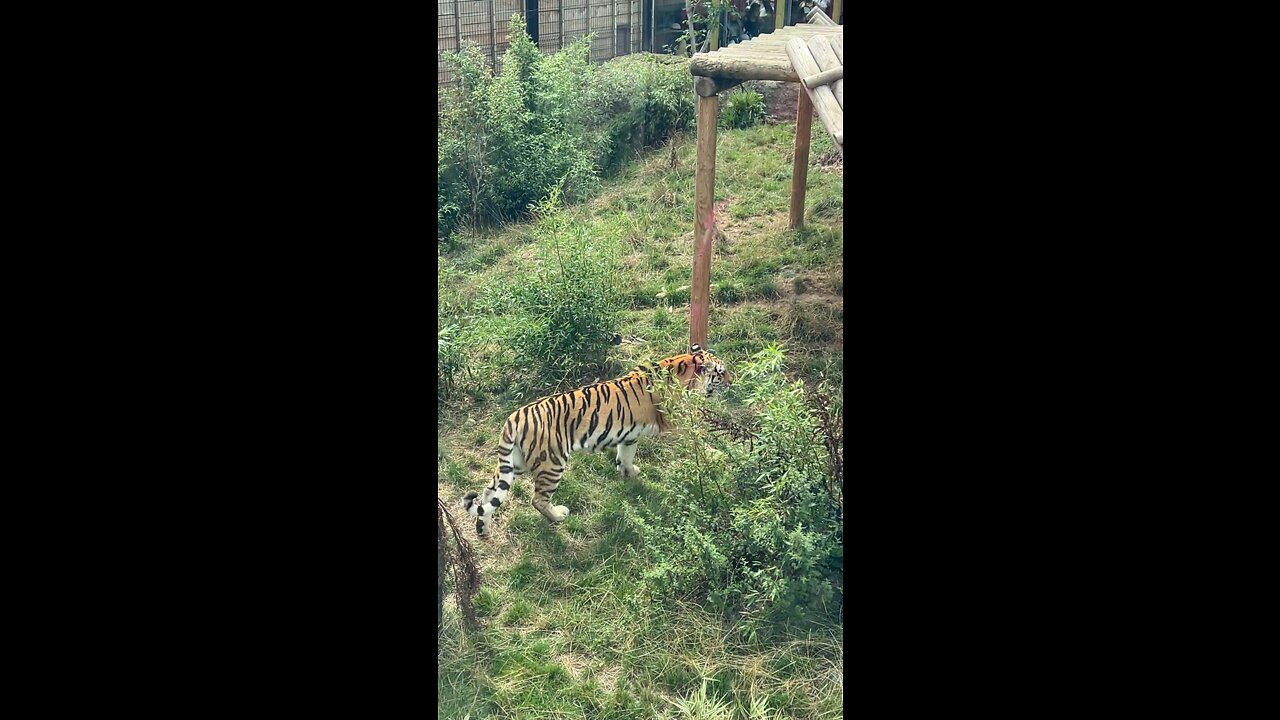 Tiger walking around