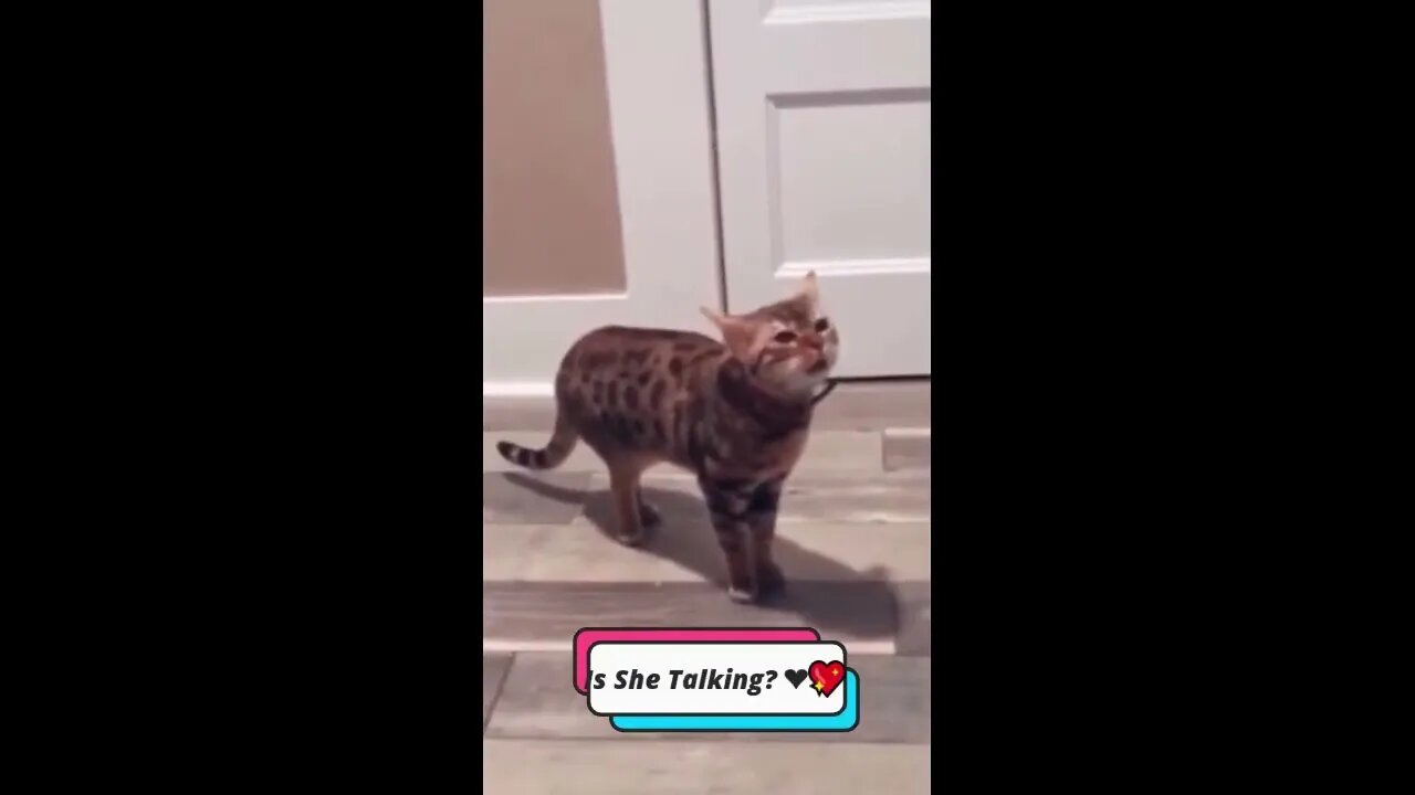 Cat Laughs Guaranteed! 😂 | Best Cute Moments 🤩 #cat #catshorts #shorts