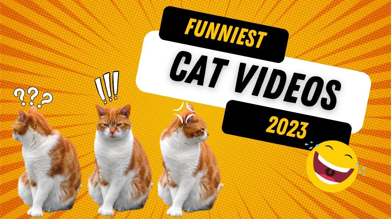 Best Funny Cats & Kittens 2023 #funny #cat #lol #viral #funnyvideos #trynottolaugh