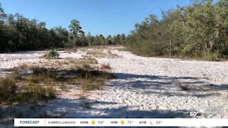 Walking Club: Exploring Lakeland Highlands Scrub