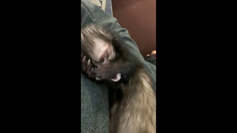 Ferret Cleaning Himself